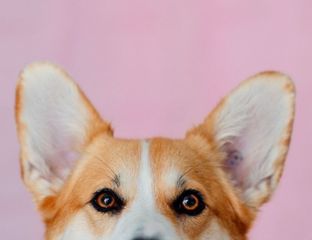 pet professionals header image - JLB, Best Web Design and Web Development Company in Nashville, Brentwood, and Franklin