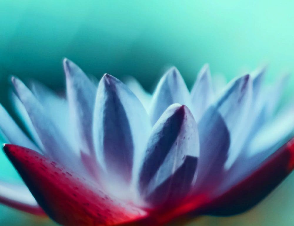 daylily nursery ecommerce header - JLB, Best Web Design and Web Development Company in Nashville, Brentwood, and Franklin