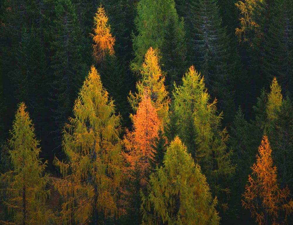 forrest crain and company header - JLB, Best Web Design and Web Development Company in Nashville, Brentwood, and Franklin